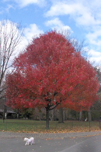 IMG_8672_red tree.jpg