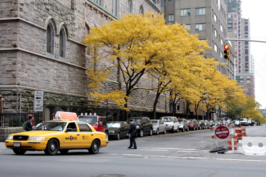 _MG_0618_taxi_tree.jpg